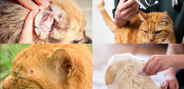 Die verlängerte Zeckensaison: Ein erhöhtes Risiko für unsere Haustiere