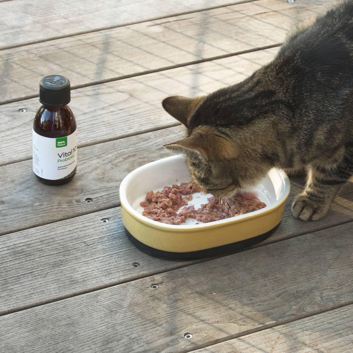 Vital10 Probiotic für Katzen - Curlypets