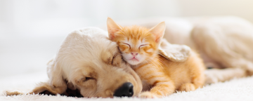 Die Bedeutung von ruhigem Schlaf für Hunde und Katzen: Warum erholsamer Schlaf für unsere Haustiere wichtig ist