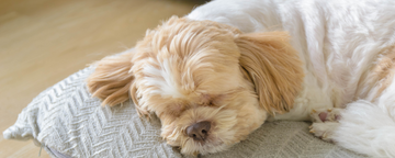 Das entspannende Wohlfühl-Kissen mit natürlicher Anti-Stress Wirkung für entspannte Haustiere