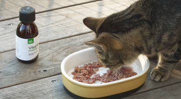 Die Bedeutung von Nahrungsergänzungsmitteln für Hunde und Katzen: Unterstützung für ein gesundes Leben
